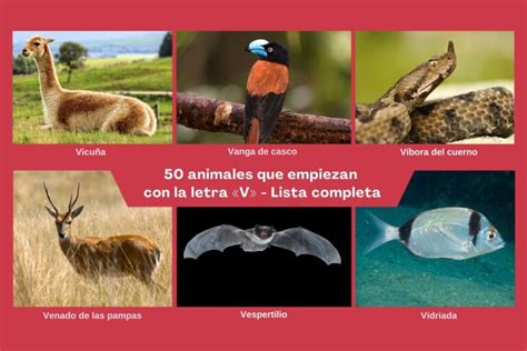 50 animales que empiezan con la letra «V» – Lista completa.